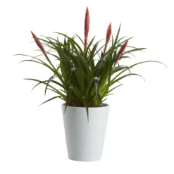 Bromeliad In 12cm White Ceramic Decorative Pot