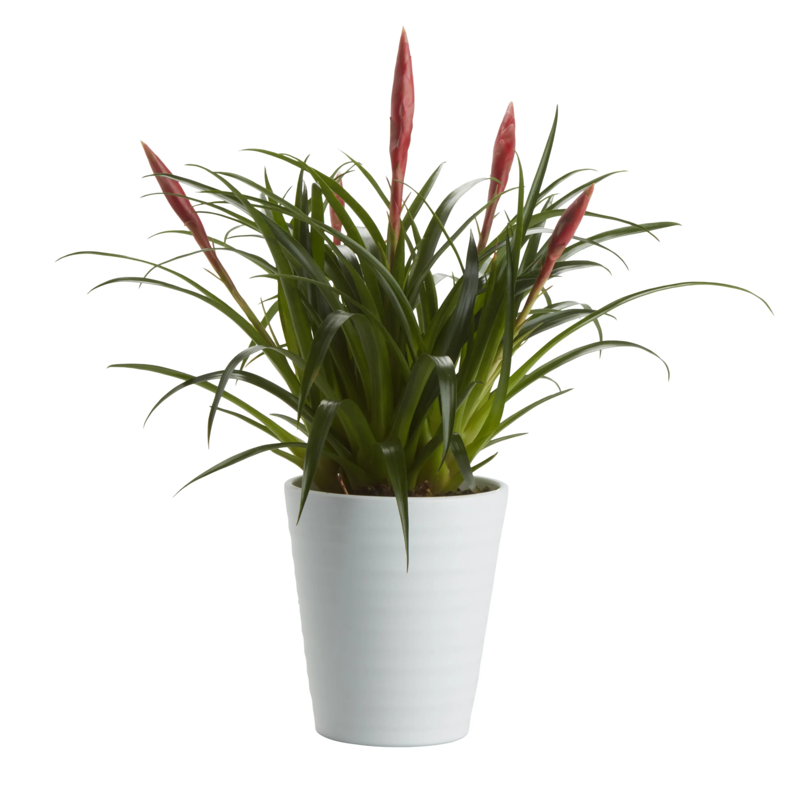 Bromeliad In 12cm White Ceramic Decorative Pot 1 Bromeliad In 12cm White Ceramic Decorative Pot