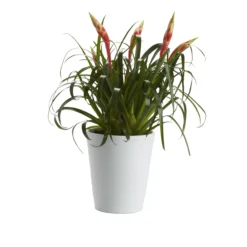 Bromeliad In 12cm White Ceramic Decorative Pot 6 Bromeliad In 12cm White Ceramic Decorative Pot -Garden Outdoor Store bromeliad in 12cm white ceramic decorative pot3663602463450 21c bq