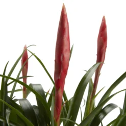 Bromeliad In 12cm White Ceramic Decorative Pot 7 Bromeliad In 12cm White Ceramic Decorative Pot -Garden Outdoor Store bromeliad in 12cm white ceramic decorative pot3663602463450 36c bq