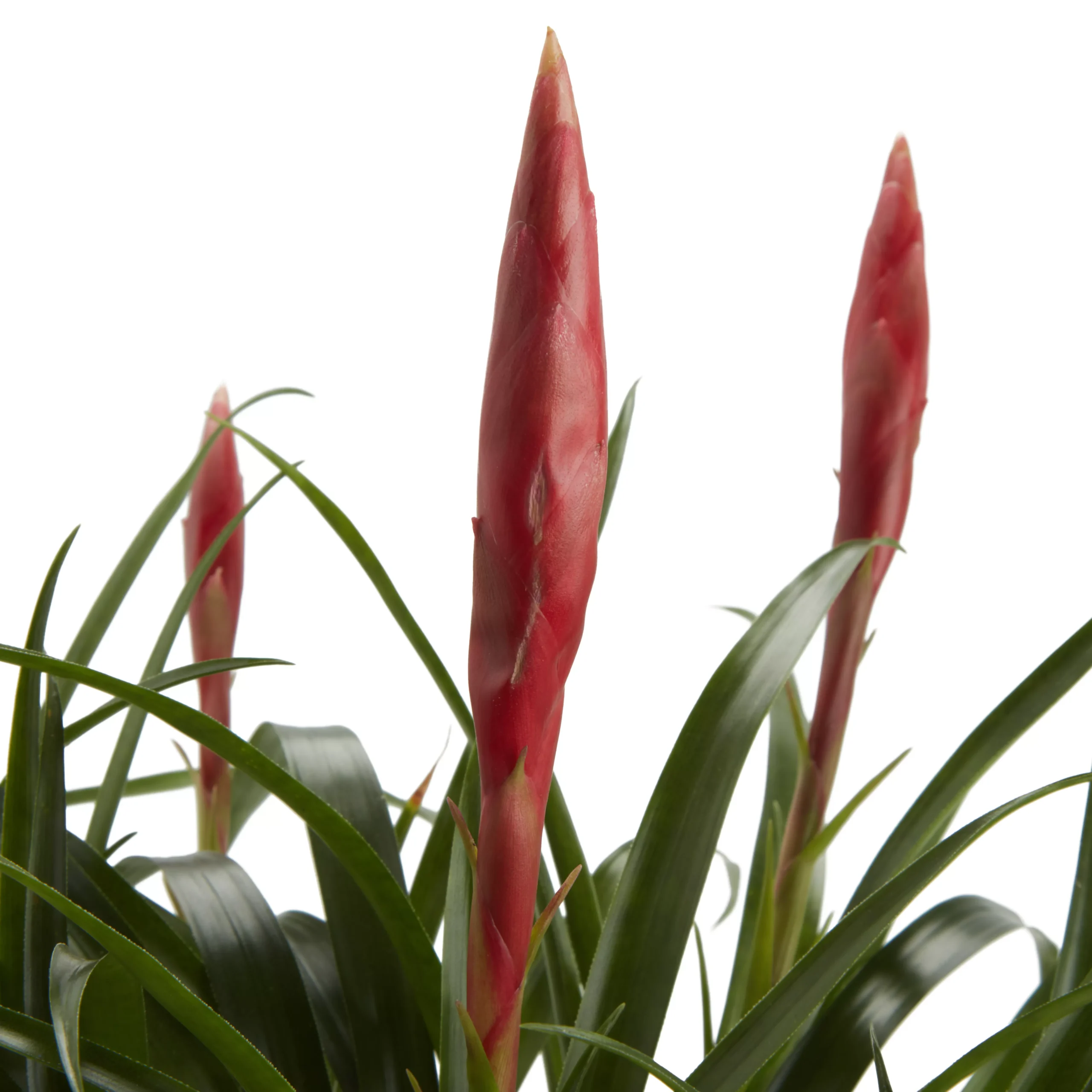 Bromeliad In 12cm White Ceramic Decorative Pot 4 Bromeliad In 12cm White Ceramic Decorative Pot - Image 4