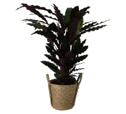 Calathea Wavestar In 19cm Natural Cattail & Plastic Decorative Pot