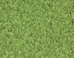 Dennis Artificial Grass 8m² (T)22mm -Garden Outdoor Store dennis artificial grass 8m t 22mm3663602425175 36c
