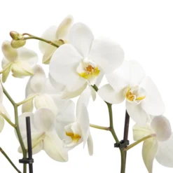 Double Stem Moth Orchid In 12cm Clear Plastic Grow Pot -Garden Outdoor Store double stem moth orchid in 12cm clear plastic grow pot3663602462873 36c bq
