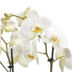 Double Stem Moth Orchid In 12cm Clear Plastic Grow Pot 8 Double Stem Moth Orchid In 12cm Clear Plastic Grow Pot -Garden Outdoor Store double stem moth orchid in 12cm clear plastic grow pot3663602462873 36c bq scaled