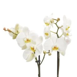 Double Stem Moth Orchid In 12cm Clear Plastic Grow Pot -Garden Outdoor Store double stem moth orchid in 12cm clear plastic grow pot3663602462873 37c bq