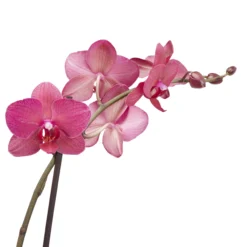 Double Stem Moth Orchid In 12cm Clear Plastic Grow Pot -Garden Outdoor Store double stem moth orchid in 12cm clear plastic grow pot3663602462873 38c bq