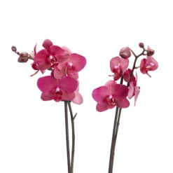 Double Stem Moth Orchid In 12cm Clear Plastic Grow Pot -Garden Outdoor Store double stem moth orchid in 12cm clear plastic grow pot3663602462873 39c bq