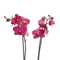 Double Stem Moth Orchid In 12cm Clear Plastic Grow Pot 11 Double Stem Moth Orchid In 12cm Clear Plastic Grow Pot -Garden Outdoor Store double stem moth orchid in 12cm clear plastic grow pot3663602462873 39c bq scaled