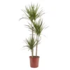 Dragon Tree In 24cm Terracotta Plastic Grow Pot