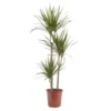 Dragon Tree In 24cm Terracotta Plastic Grow Pot