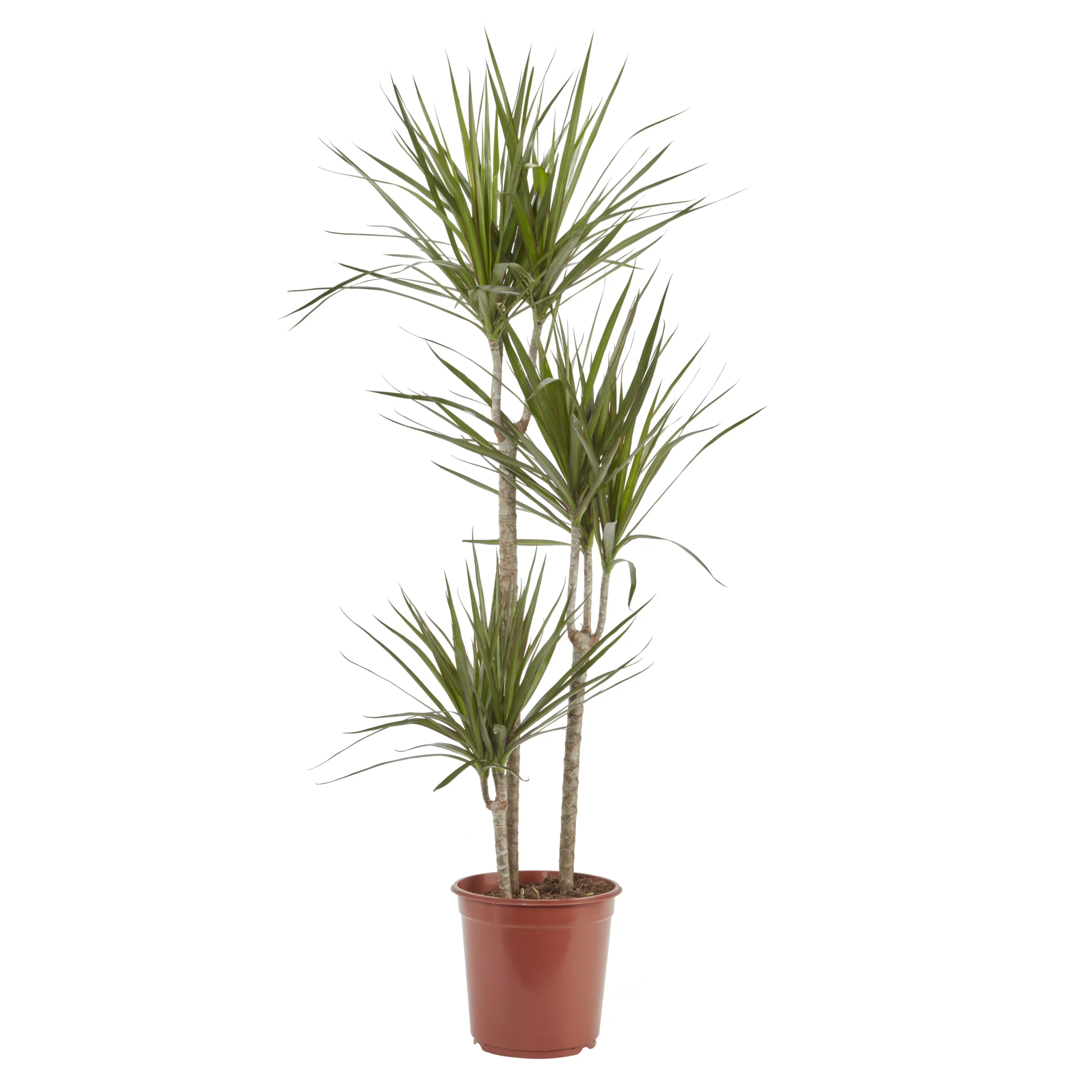 Dragon Tree In 24cm Terracotta Plastic Grow Pot 1 Dragon Tree In 24cm Terracotta Plastic Grow Pot