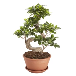 In 20cm Terracotta Plastic Pot