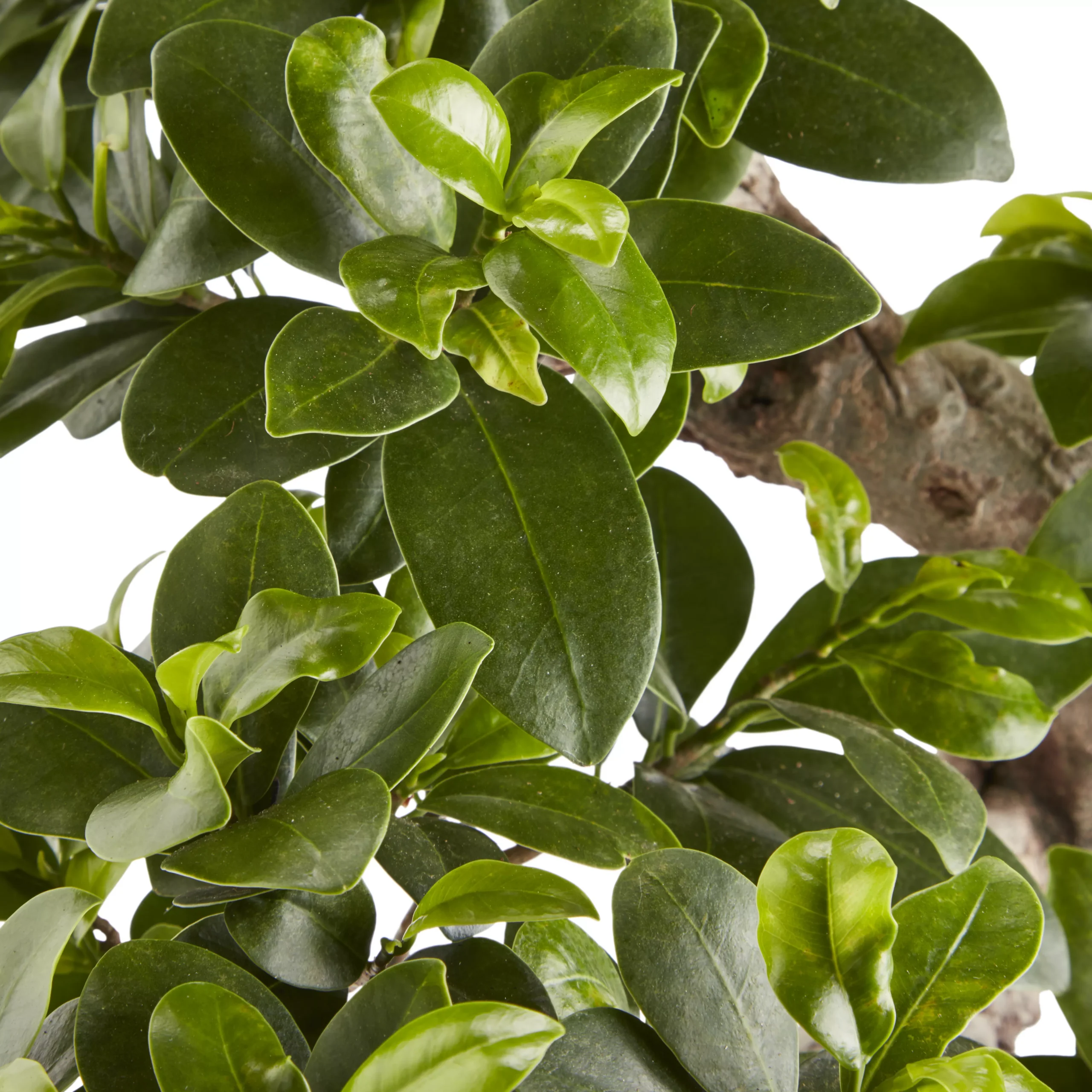 In 20cm Terracotta Plastic Pot 2 In 20cm Terracotta Plastic Pot - Image 2