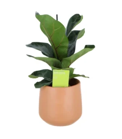 Indoor Plants Fig Terracotta Ceramic Decorative Pot
