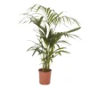 Kentia Palm In 19cm Terracotta Plastic Grow Pot