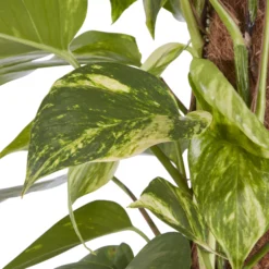 Kentia Palm In 19cm Terracotta Plastic Grow Pot 5 Kentia Palm In 19cm Terracotta Plastic Grow Pot -Garden Outdoor Store kentia palm in 19cm terracotta plastic grow pot3663602462484 36c