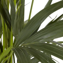 Kentia Palm In 24cm Terracotta Plastic Grow Pot -Garden Outdoor Store kentia palm in 24cm terracotta plastic grow pot3663602462378 36c bq scaled