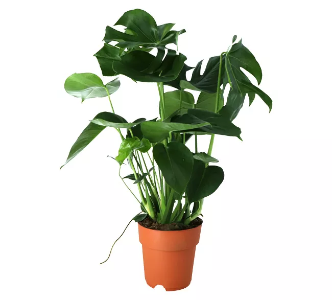 Monstera In 19cm Terracotta Plastic Grow Pot 1 Monstera In 19cm Terracotta Plastic Grow Pot