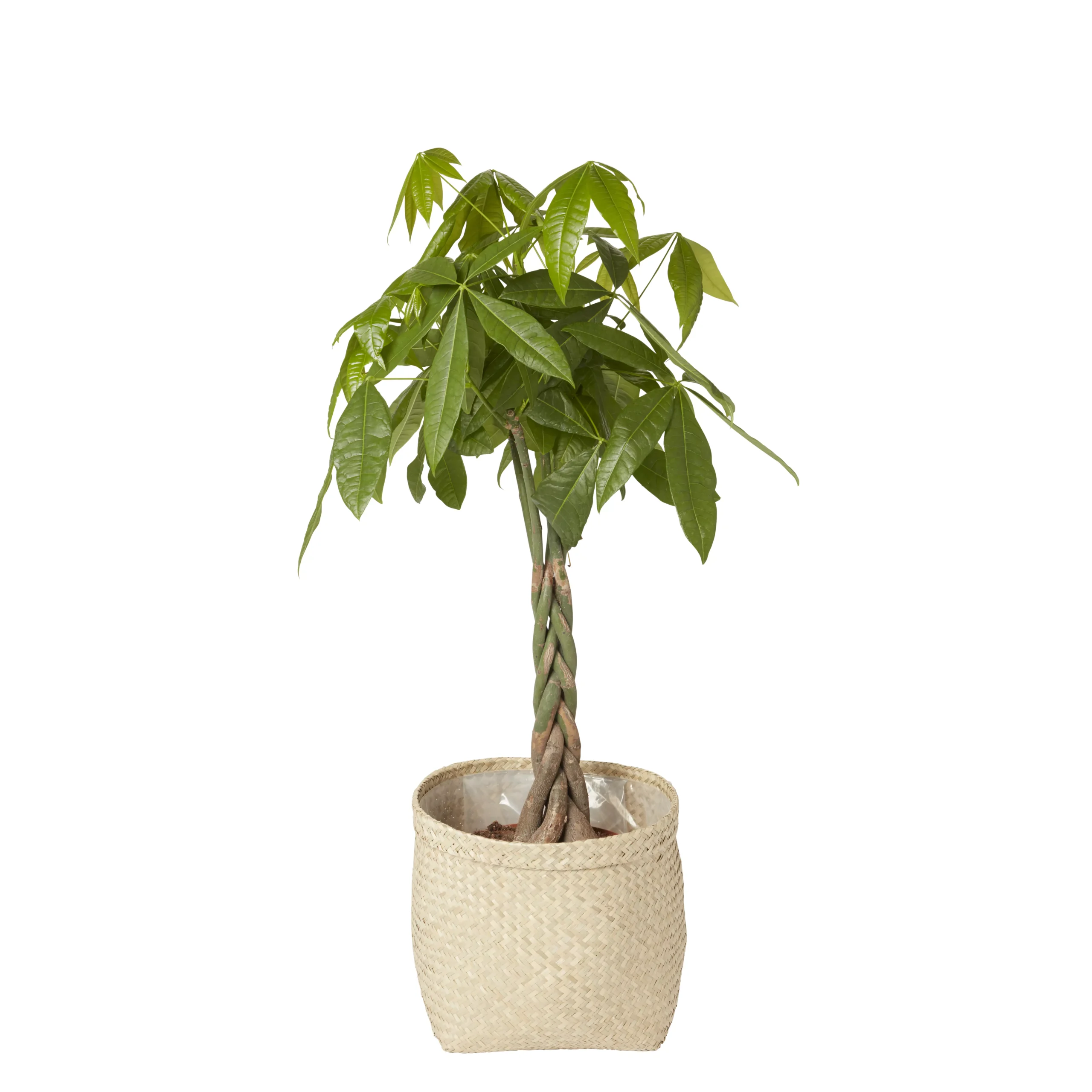 Natural Seagrass Herringbone Circular Plant Pot (Dia)35cm 2 Natural Seagrass Herringbone Circular Plant Pot (Dia)35cm - Image 2