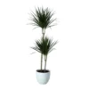 Never Plant In 24cm Assorted Ceramic Decorative Pot