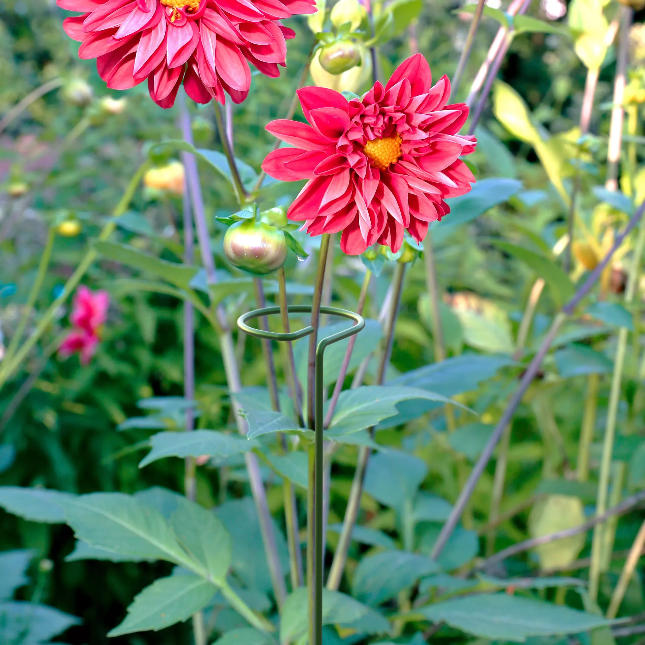 Panacea Steel Single Stem Plant Support (L)122cm (Dia)8.6cm, Pack Of 3 2 Panacea Steel Single Stem Plant Support (L)122cm (Dia)8.6cm, Pack Of 3 - Image 2