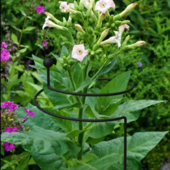 Alternative view of Panacea Steel Single Stem Plant Support (L)130cm (Dia)20cm
