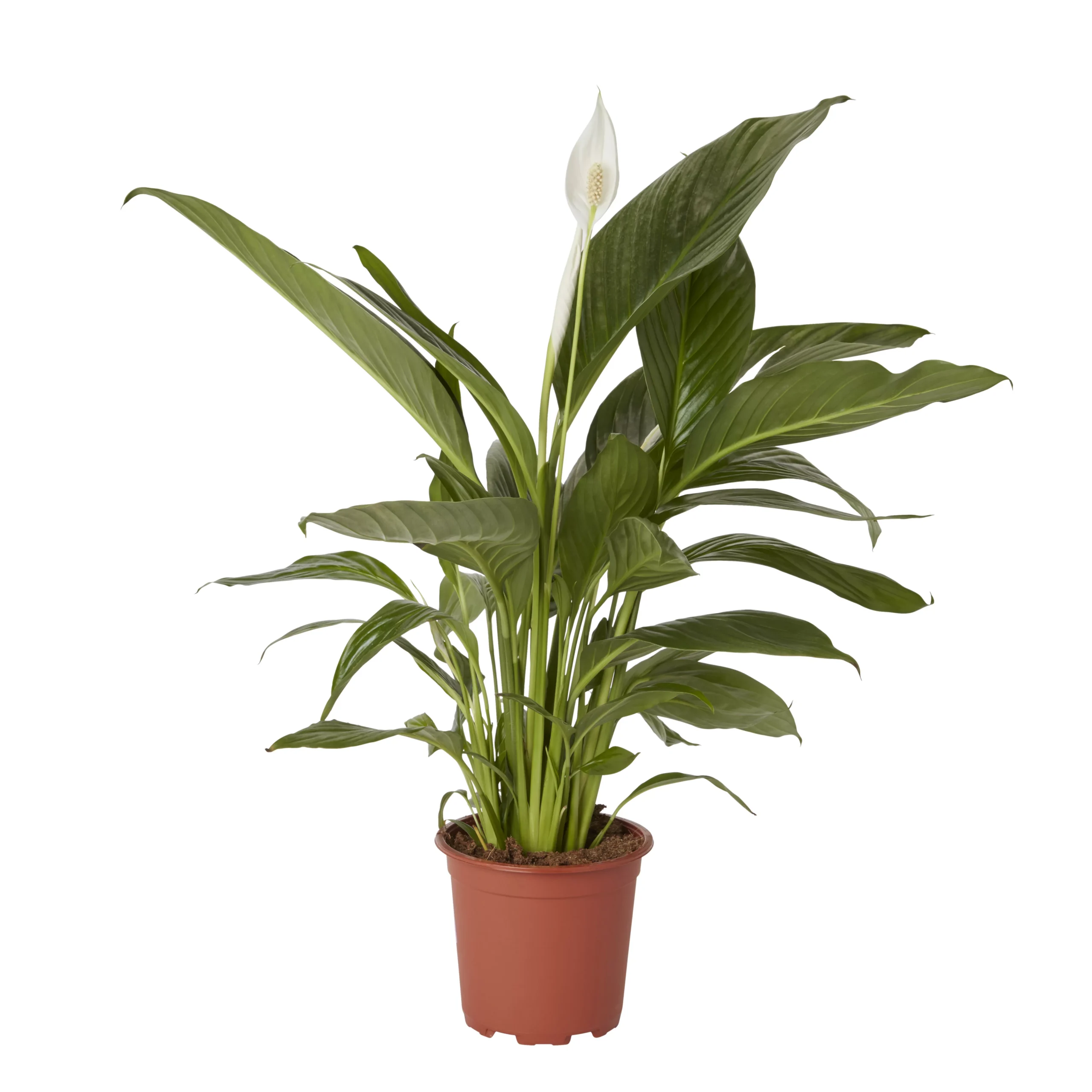 Peace Lily In 17cm Terracotta Plastic Grow Pot 1 Peace Lily In 17cm Terracotta Plastic Grow Pot