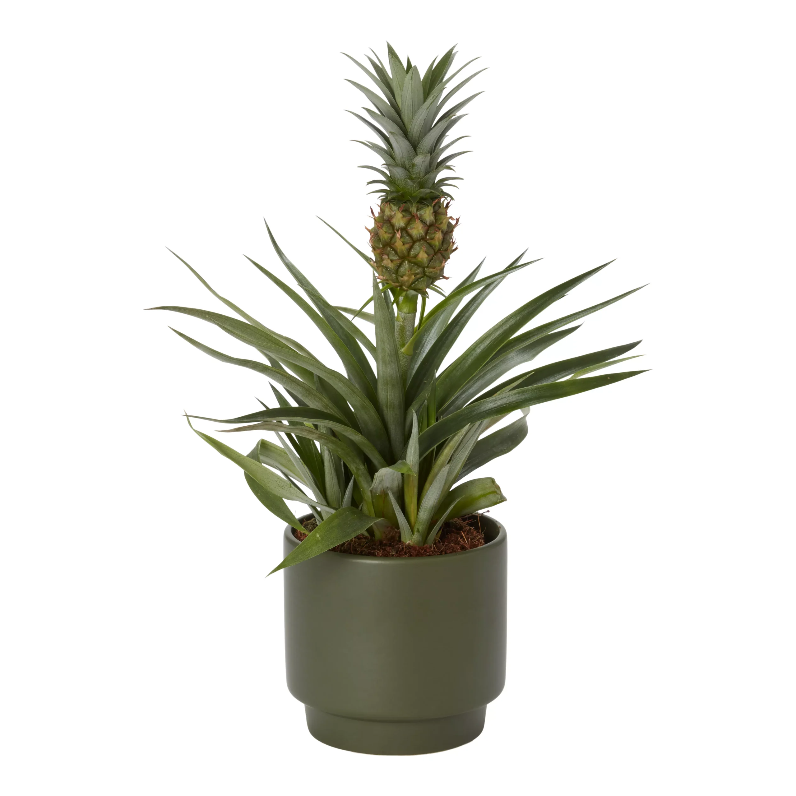 Pineapple Plant In 13.5cm Assorted Ceramic Decorative Pot 1 Pineapple Plant In 13.5cm Assorted Ceramic Decorative Pot