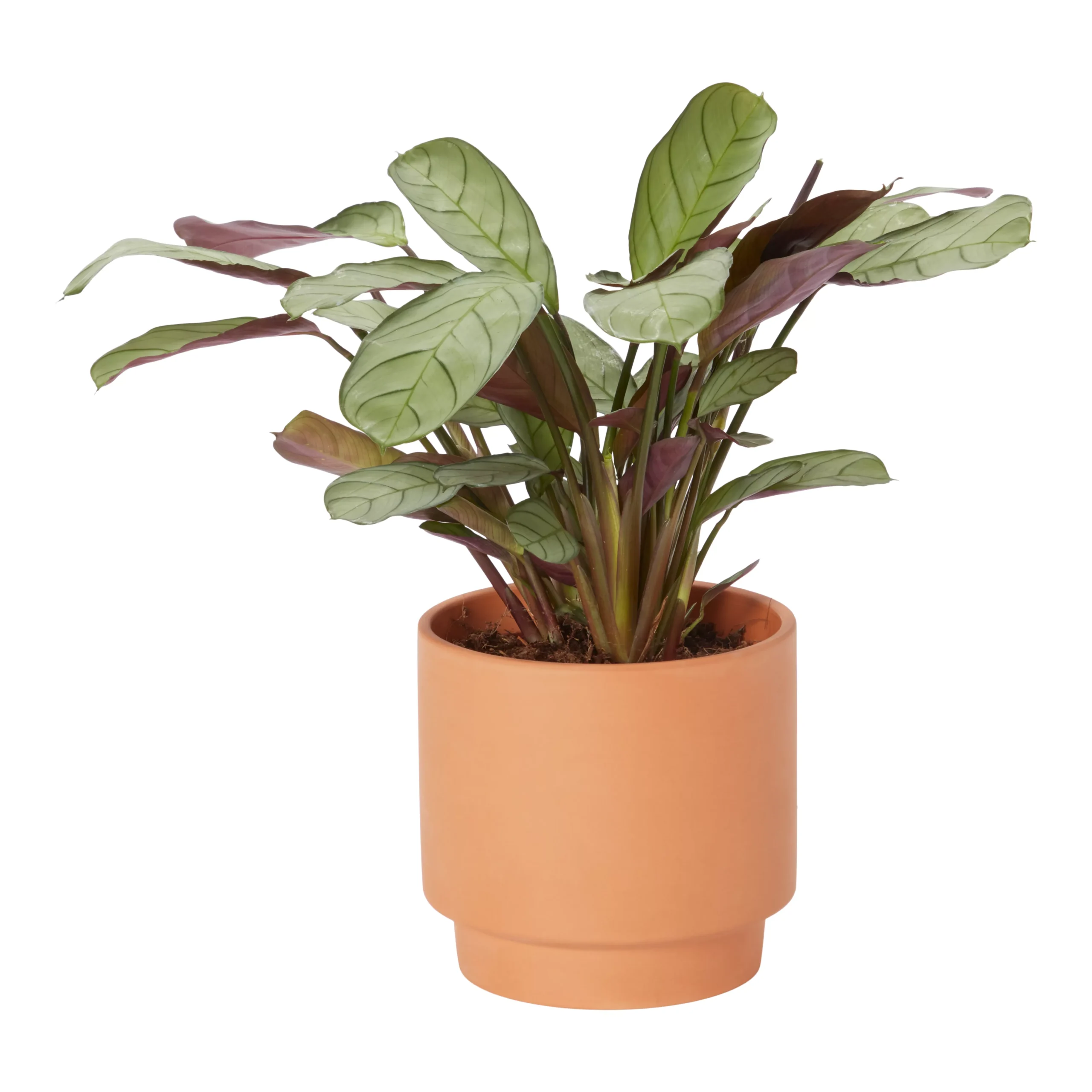 Prayer Plant Pale Grey Ceramic Decorative Pot 1 Prayer Plant Pale Grey Ceramic Decorative Pot