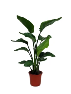 Strelitzia In 21cm Terracotta Plastic Grow Pot