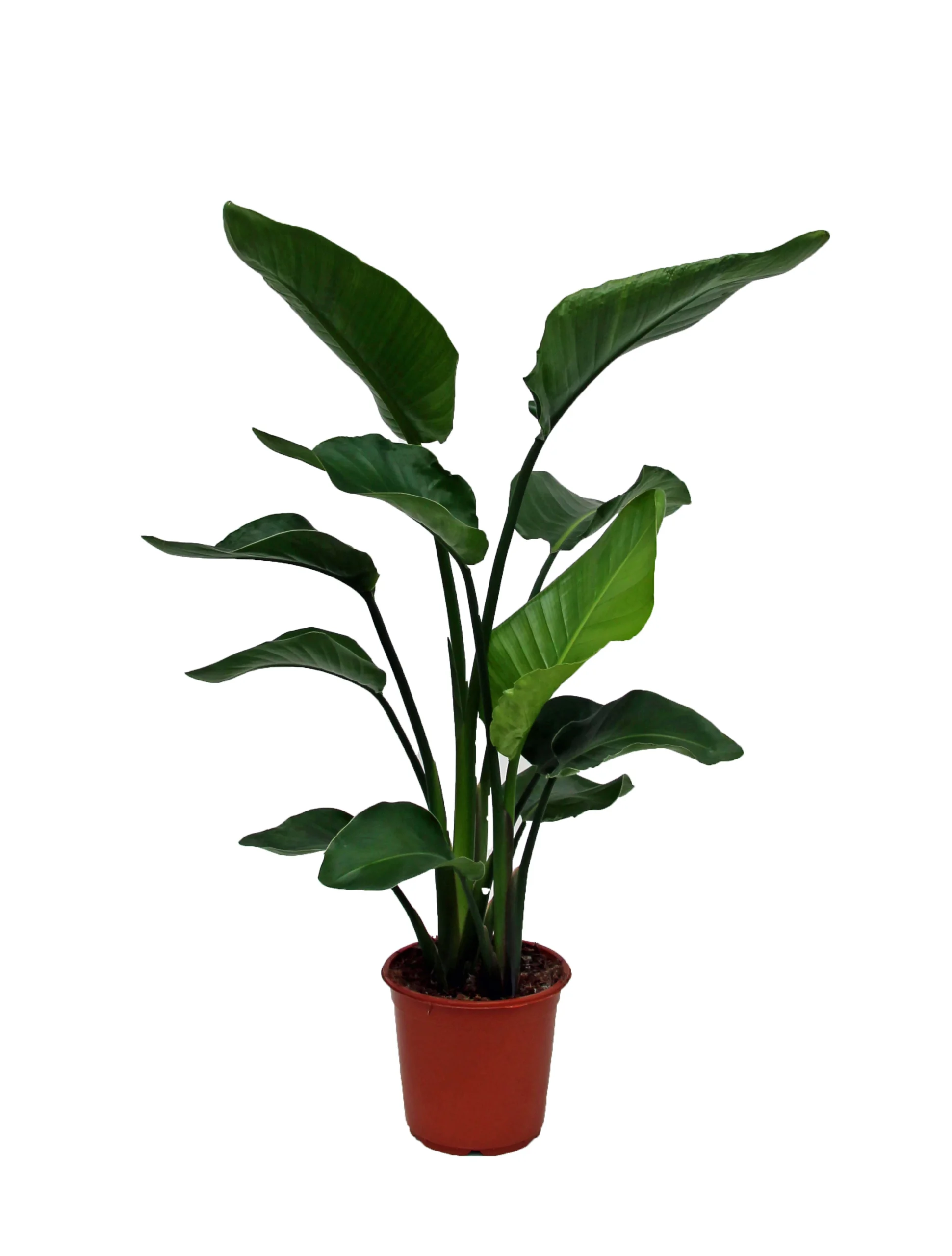 Strelitzia In 21cm Terracotta Plastic Grow Pot 1 Strelitzia In 21cm Terracotta Plastic Grow Pot