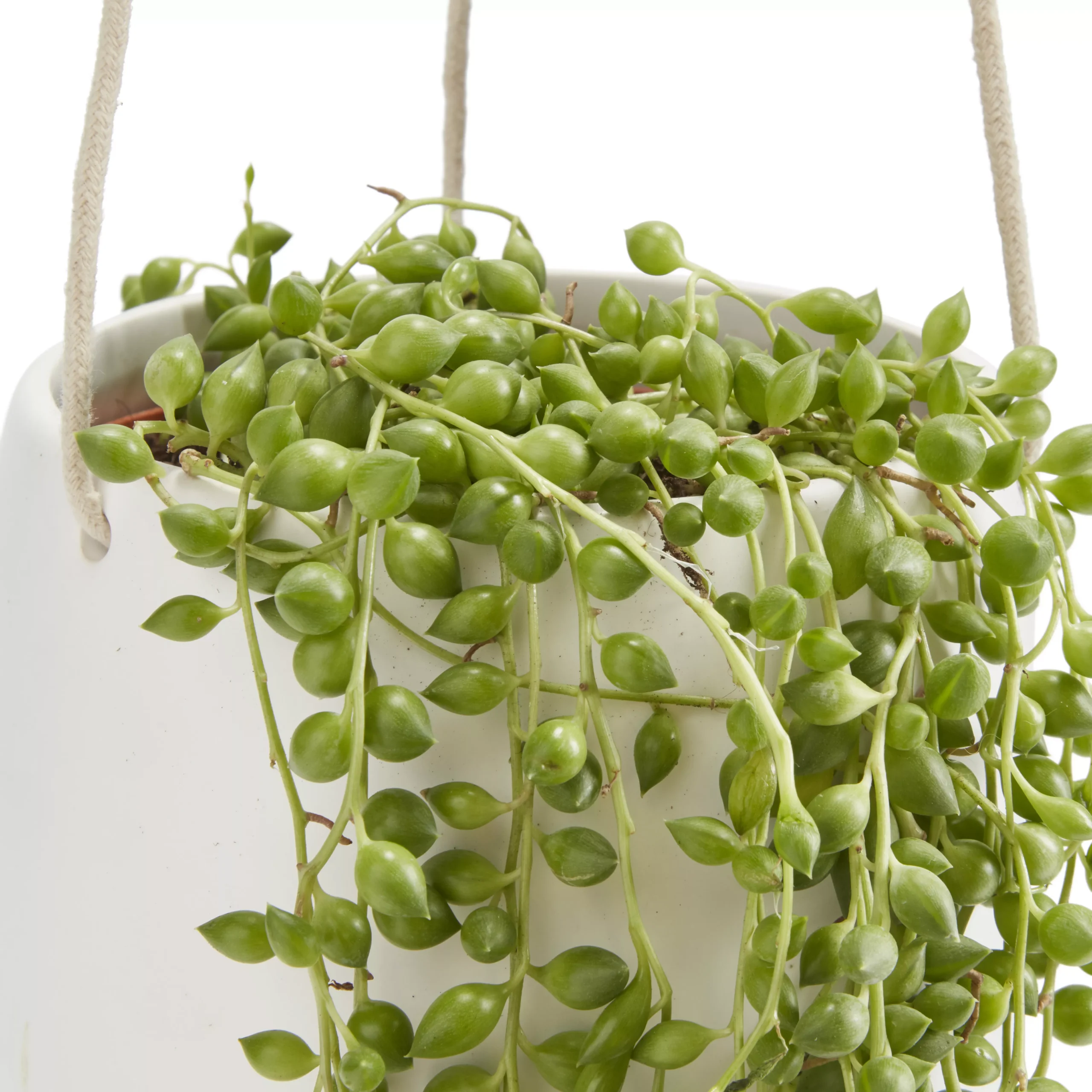 String Of Beads In 13cm White Ceramic Hanging Pot 2 String Of Beads In 13cm White Ceramic Hanging Pot - Image 2