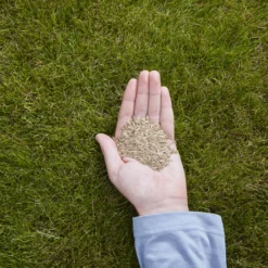 Verve Easy Start Coated Grass Seeds, 1.5kg 8 Verve Easy Start Coated Grass Seeds, 1.5kg -Garden Outdoor Store verve easy start coated grass seeds 1 5kg3663602947493 01i