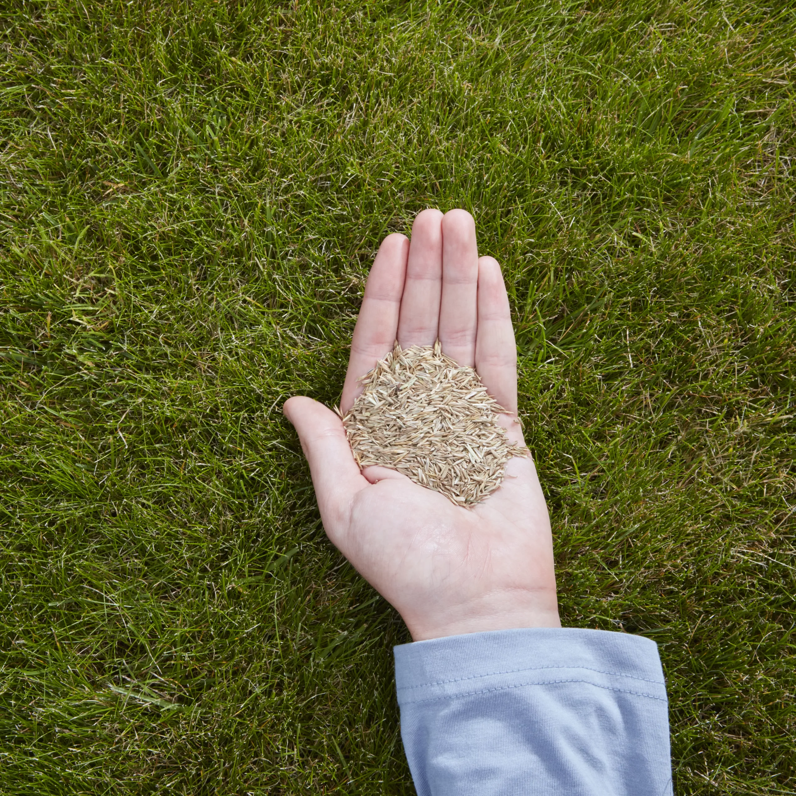 Verve Easy Start Coated Grass Seeds, 1.5kg 3 Verve Easy Start Coated Grass Seeds, 1.5kg - Image 3