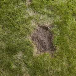 Verve Easy Start Coated Grass Seeds, 1.5kg 11 Verve Easy Start Coated Grass Seeds, 1.5kg -Garden Outdoor Store verve easy start coated grass seeds 1 5kg3663602947493 04i scaled