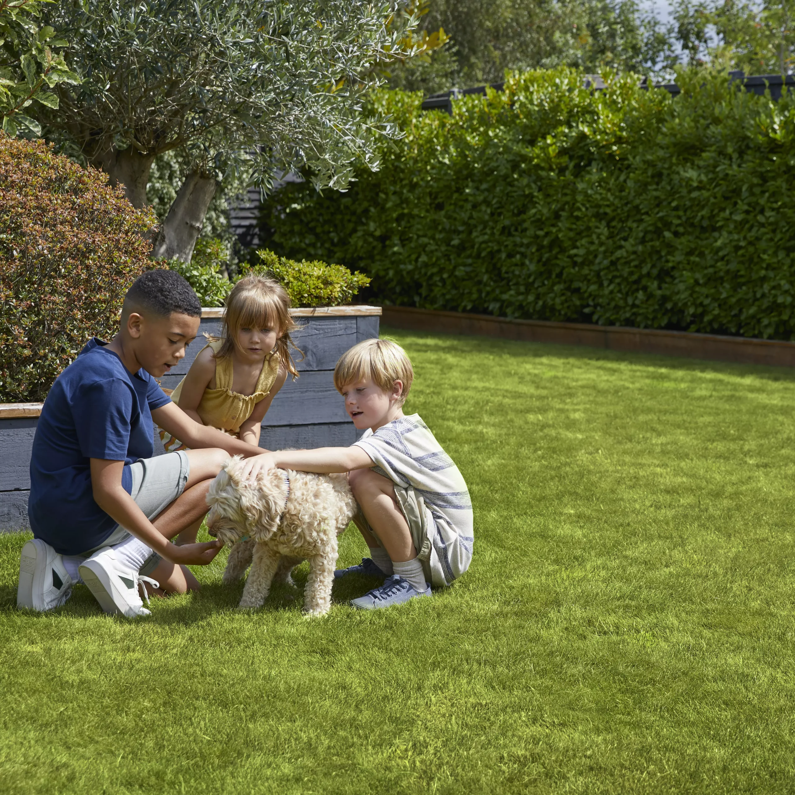 Verve Family & Sports Grass Seeds, 10kg 5 Verve Family & Sports Grass Seeds, 10kg - Image 5