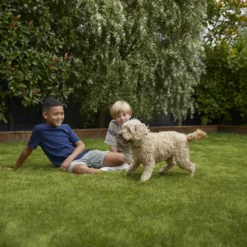 Verve Family & Sports Grass Seeds, 5kg -Garden Outdoor Store verve family sports grass seeds 5kg3663602947516 05i scaled