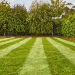 Verve Fine English Grass Seeds, 1.25kg -Garden Outdoor Store verve fine english grass seeds 1 25kg3663602947592 01i