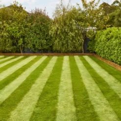 Verve Fine English Grass Seeds, 1.25kg -Garden Outdoor Store verve fine english grass seeds 1 25kg3663602947592 02i