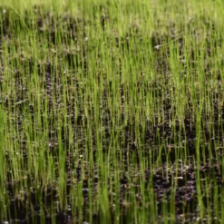 Verve Grass Seeds, 10kg 5 Verve Grass Seeds, 10kg -Garden Outdoor Store verve grass seeds 10kg3663602947516 10i scaled