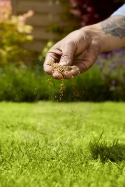 Verve Mamaterra Lawn Feed Granules 100m² 2.5kg -Garden Outdoor Store verve mamaterra lawn feed granules 100m 2 5kg5063022034779 02i