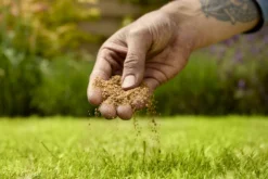 Verve Mamaterra Lawn Feed Granules 100m² 2.5kg -Garden Outdoor Store verve mamaterra lawn feed granules 100m 2 5kg5063022034779 03i