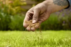 Verve Mamaterra Lawn Feed Granules 100m² 2.5kg 7 Verve Mamaterra Lawn Feed Granules 100m² 2.5kg -Garden Outdoor Store verve mamaterra lawn feed granules 100m 2 5kg5063022034779 03i scaled