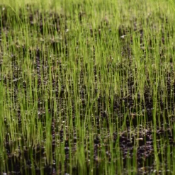 Verve Shady Grass Seeds, 1.25kg 11 Verve Shady Grass Seeds, 1.25kg -Garden Outdoor Store verve shady grass seeds 1 25kg3663602947516 10i