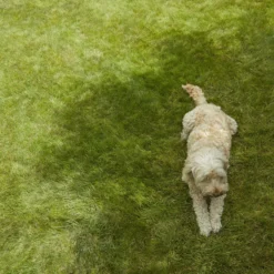 Verve Shady Grass Seeds, 1.25kg -Garden Outdoor Store verve shady grass seeds 1 25kg3663602947554 01i scaled