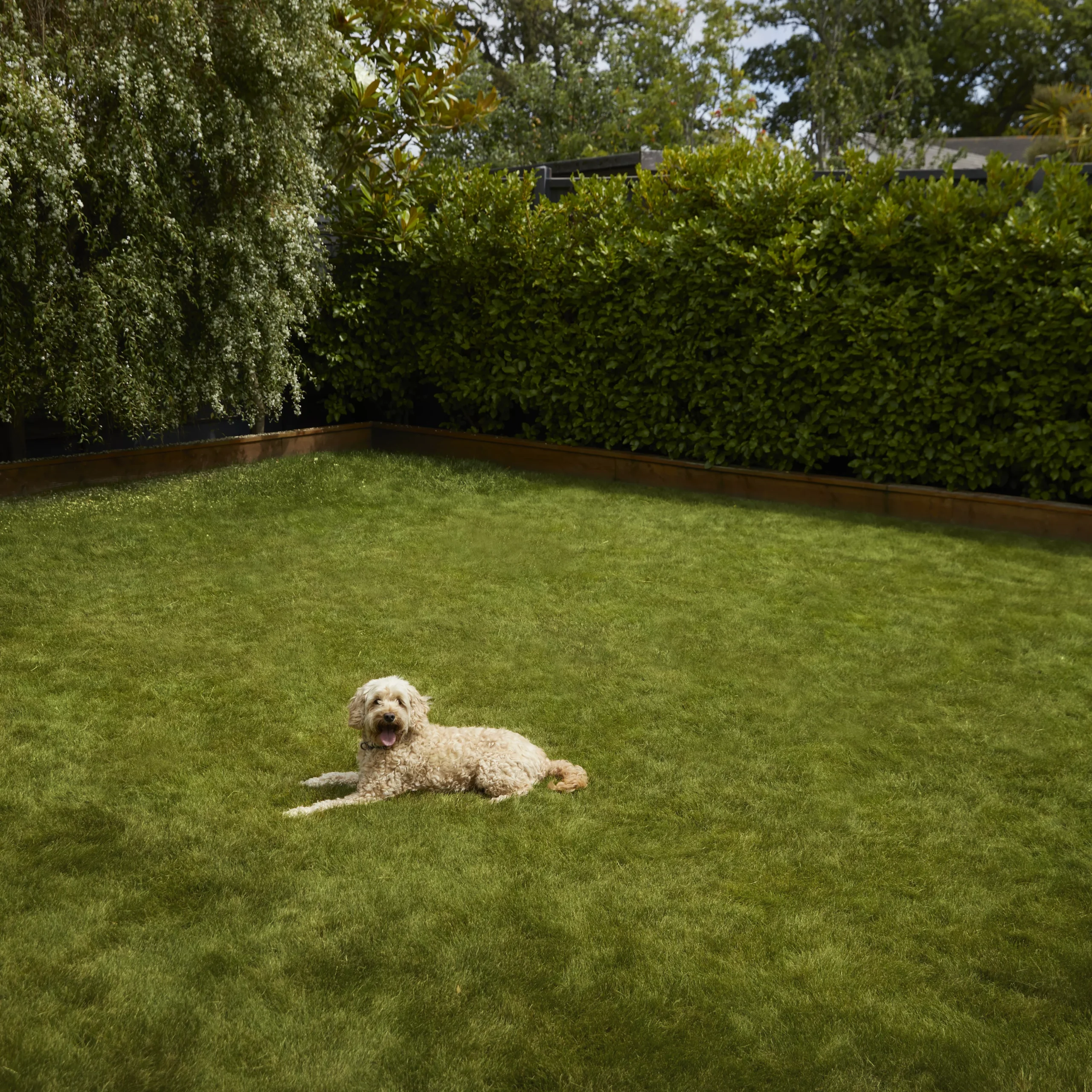 Verve Shady Grass Seeds, 1.25kg 5 Verve Shady Grass Seeds, 1.25kg - Image 5