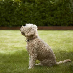 Verve Shady Grass Seeds, 5kg -Garden Outdoor Store verve shady grass seeds 5kg3663602947554 02i