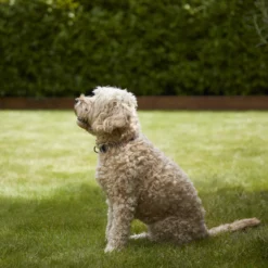 Verve Shady Grass Seeds, 5kg -Garden Outdoor Store verve shady grass seeds 5kg3663602947554 02i scaled