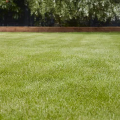 Verve Universal Grass Seeds, 1.5kg 7 Verve Universal Grass Seeds, 1.5kg -Garden Outdoor Store verve universal grass seeds 1 5kg3663602947455 01i